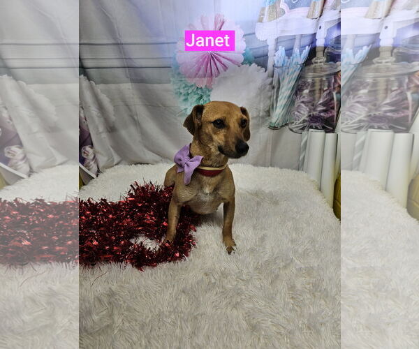Medium Photo #3 Dachshund-Unknown Mix Puppy For Sale in Metairie, LA, USA