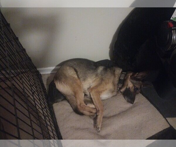 Medium Photo #2 German Shepherd Dog Puppy For Sale in COLUMBIA, MD, USA