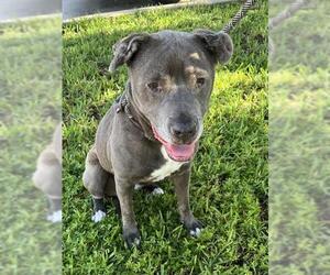 Mutt Dogs for adoption in Fort Lauderdale, FL, USA