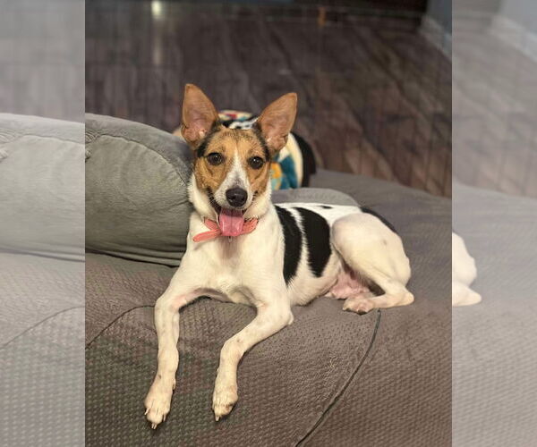 Medium Photo #1 Jack Russell Terrier-Unknown Mix Puppy For Sale in Westwood, NJ, USA