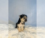 Small #2 Morkie