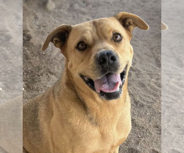 Medium Photo #3 Mountain Cur-Unknown Mix Puppy For Sale in Lancaster, CA, USA