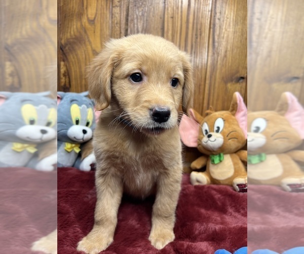 Medium Photo #13 Golden Retriever Puppy For Sale in NEOLA, WV, USA