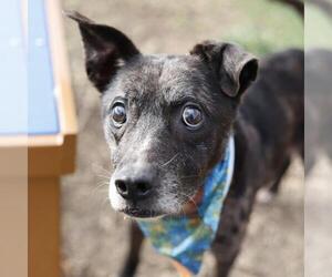 Mutt Dogs for adoption in San Antonio, TX, USA