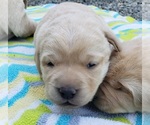 Small Photo #101 Labrador Retriever Puppy For Sale in OLYMPIA, WA, USA