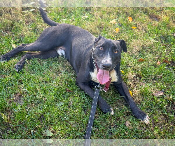 Medium Photo #5 Labrador Retriever-Unknown Mix Puppy For Sale in San Diego, CA, USA