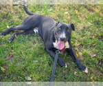 Small #4 Labrador Retriever Mix