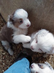 Australian Shepherd Puppy for sale in YADKINVILLE, NC, USA