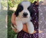 Small Photo #3 Saint Bernard Puppy For Sale in FRYTOWN, IA, USA