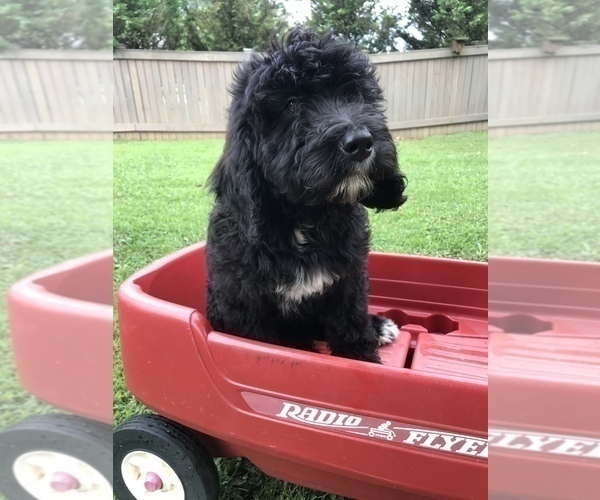 Medium Photo #17 Bernedoodle Puppy For Sale in BOWLING GREEN, KY, USA