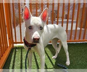 American Pit Bull Terrier-Siberian Husky Mix Dogs for adoption in Las Vegas, NV, USA