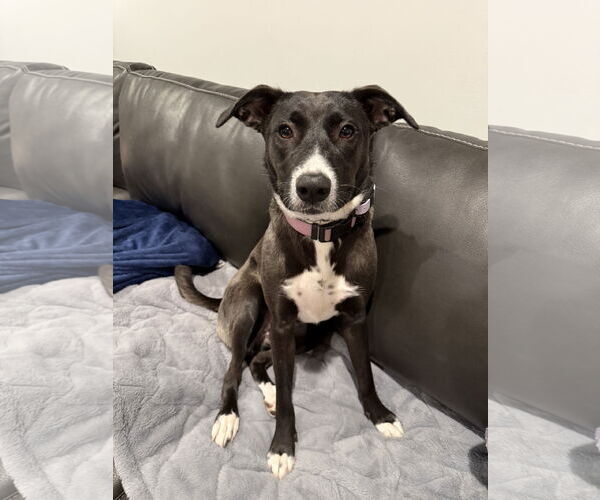 Medium Photo #2 Border Collie-Unknown Mix Puppy For Sale in Duluth, MN, USA