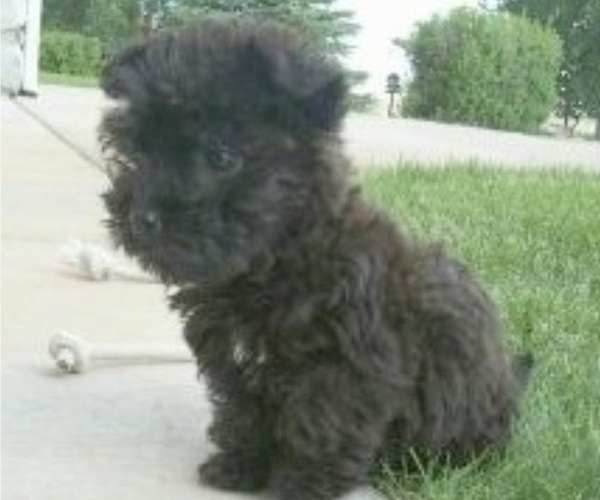 Medium Photo #58 Poocan Puppy For Sale in FAIR OAKS, CA, USA