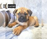 Puppy Lucian Cane Corso