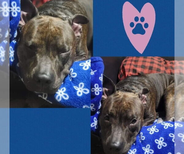 Medium Photo #10 Staffordshire Bull Terrier Puppy For Sale in Mount Laurel, NJ, USA