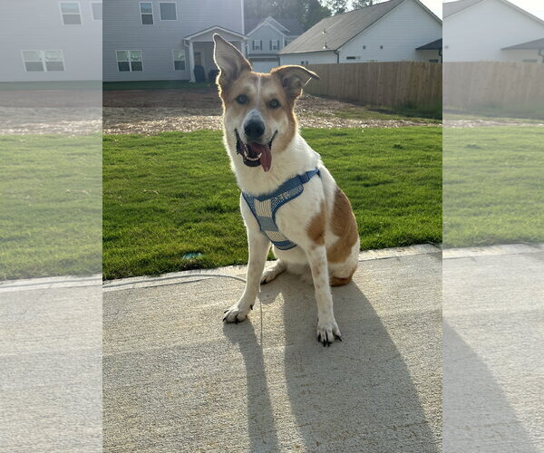 Medium Photo #1 Carolina Dog-Unknown Mix Puppy For Sale in Calhoun, GA, USA