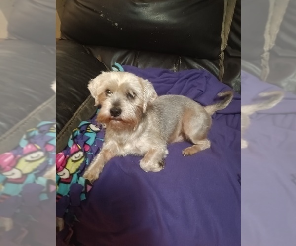 Medium Photo #1 Yorkshire Terrier Puppy For Sale in JOHNSTOWN, PA, USA