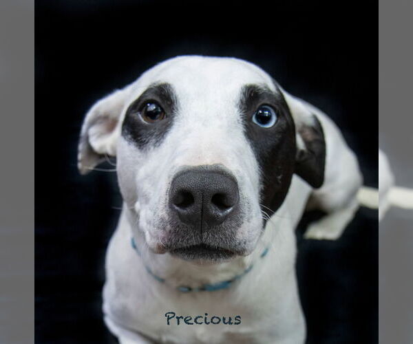 Medium Photo #3 Mutt Puppy For Sale in Hot Springs Village, AR, USA