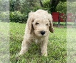 Puppy Nugget Goldendoodle