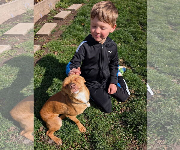 Medium Photo #5 Chihuahua Puppy For Sale in Sandy, UT, USA