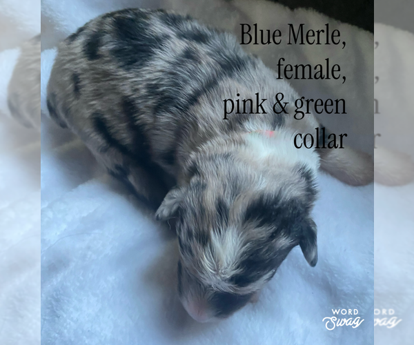 Medium Photo #4 F2 Aussiedoodle Puppy For Sale in ONAWAY, MI, USA