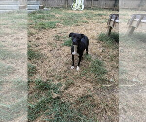 Staffordshire Bull Terrier-Unknown Mix Dogs for adoption in Jackson, MS, USA