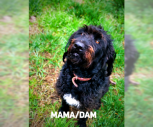 Mother of the Labradoodle puppies born on 05/29/2019