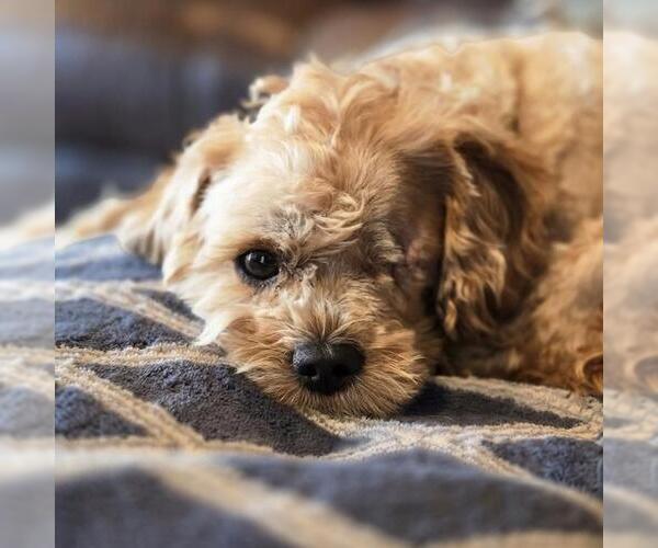 Medium Photo #8 Poodle (Miniature)-Unknown Mix Puppy For Sale in San Diego, CA, USA