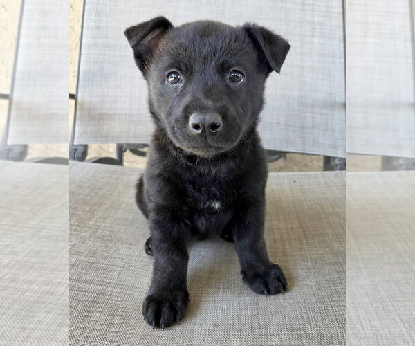 Medium Photo #1 Mutt Puppy For Sale in Corona, CA, USA