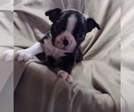 Small Photo #5 Boston Terrier Puppy For Sale in LOUISVILLE, KY, USA