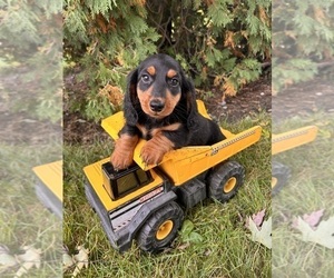 Dachshund Puppy for sale in MIDDLEBURY, IN, USA