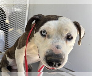 Mutt Dogs for adoption in Bakersfield, CA, USA
