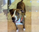 Small #10 Mountain Cur Mix