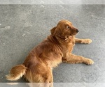 Small Photo #1 Golden Retriever Puppy For Sale in IDER, AL, USA