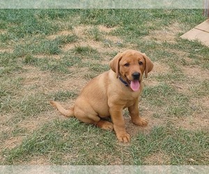 Labrador Retriever Puppy for sale in MC GAHEYSVILLE, VA, USA