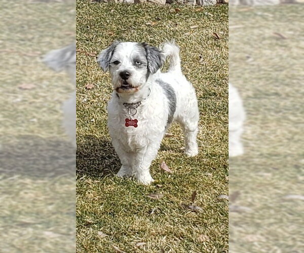 Medium Photo #1 Shih Tzu-Unknown Mix Puppy For Sale in Andover, MN, USA