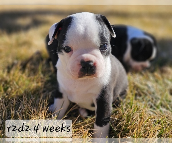 Medium Photo #1 Boston Terrier Puppy For Sale in GENOA, NE, USA