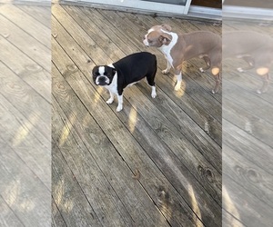 Mother of the Boston Terrier puppies born on 10/22/2026
