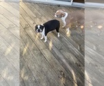 Small Photo #1 Boston Terrier Puppy For Sale in HOWELL, NJ, USA