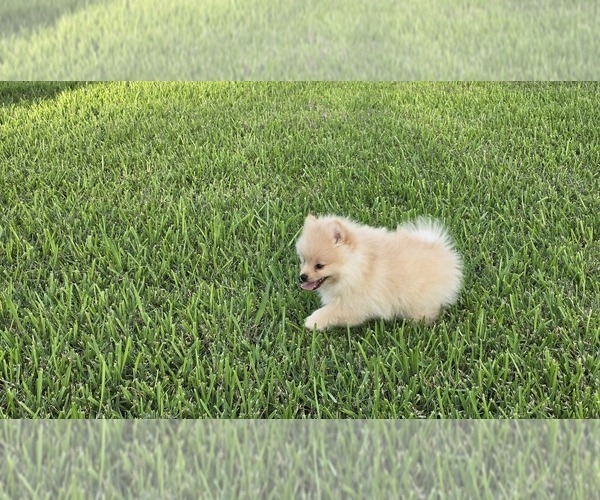 Medium Photo #4 Pomeranian Puppy For Sale in MONTGOMERY, TX, USA