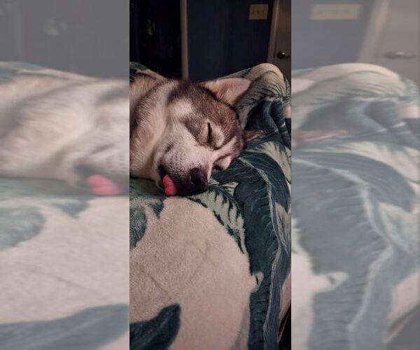 Medium Photo #5 Siberian Husky Puppy For Sale in Severn, MD, USA