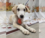Small Photo #5 Golden Labrador Puppy For Sale in Attalka, AL, USA