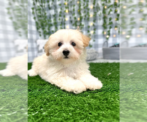 Presa Canario Puppy for sale in MARIETTA, GA, USA