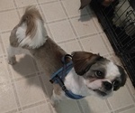 Puppy Thing 2 Shih Tzu