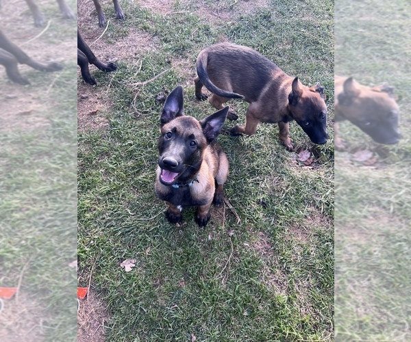 Medium Photo #4 Belgian Malinois Puppy For Sale in WEST HILLS, CA, USA