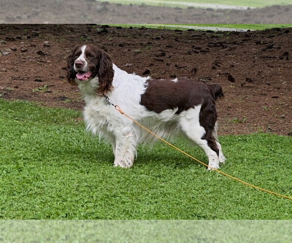 Medium Photo #3 Mutt Puppy For Sale in Springdale, PA, USA