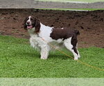 Small #2 Mutt