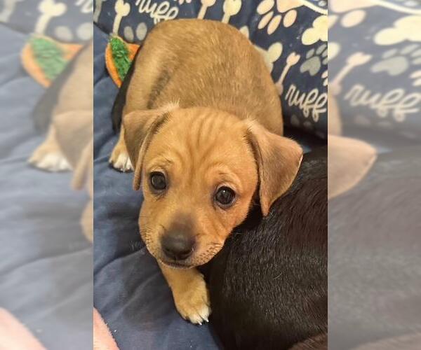 Medium Photo #1 Chiweenie Puppy For Sale in Los Angeles, CA, USA