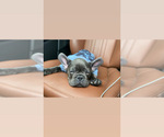 Small Photo #6 French Bulldog Puppy For Sale in CENTENNIAL, CO, USA