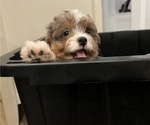 Small Photo #2 Bernedoodle (Miniature) Puppy For Sale in SOUTH ORANGE, NJ, USA